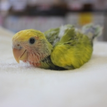 タイガーチェリーのコザクラインコさんが来たよ🌟