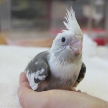 可愛いお顔♥オカメインコ（ホワイトフェイスパイド）ヒナちゃん