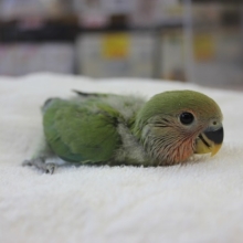 コザクラインコ（ノーマル）ヒナちゃんです✨