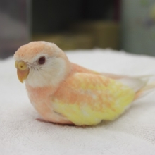 鮮やかでとってもキレイ🌸アキクサインコ（ルビノー）ヒナちゃん