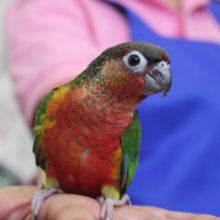 色鮮やか…💖手乗りワキコガネウロコインコ（レッド）さん
