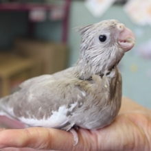 オカメインコ（ホワイトフェイスシナモン）ヒナちゃんです😊