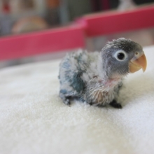 ボタンインコ（ブルー）ヒナちゃん入舎です🌟