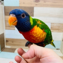 むちっとボディ♪アカエリゴシキセイガイインコさん☆