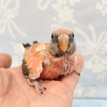 バラ色💛ローズアキクサインコ　2022年3月生まれ