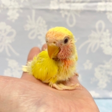 黄色💛コザクラインコ（ルチノー）　2022年3月生まれ