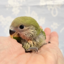 ラブバード💛コザクラインコ（ノーマル）　2022年3月生まれ