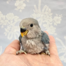 青いさくらんぼ💛コザクラインコ（ブルーチェリー）  2022年3月生まれ