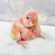 罪なほど美しい💛アキクサインコ（ルビノー）　2022年3月生まれ