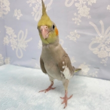 スタイリッシュ💛オカメインコ（シナモン）　２０２２年３月生まれ