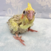 お腹パンパンです💛オカメインコ（シナモンパールパイド）　２０２２年３月生まれ