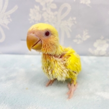 やっぱり黄色でしょ💛コザクラインコ（ルチノー）　2022年3月生まれ