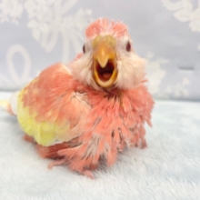 超人気💛アキクサインコ（ルビノー）　2022年3月生まれ