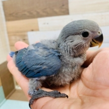 大人びたカラー☆コザクラインコ(バイオレット)さん♪