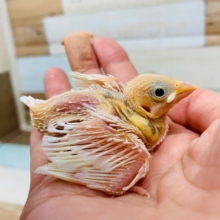 純白の人気カラー☆白文鳥さん！