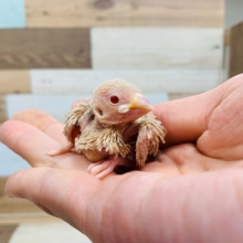 不動の人気カラー☆シナモン文鳥さん♪