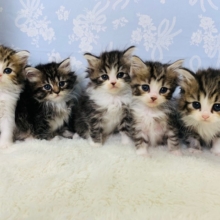 予約受付中!!ミックス猫ちゃんの5兄弟♡