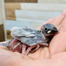 ごはんをパクパク食べます♪シルバー文鳥さん☆