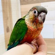 真っ赤な胸がとてもキレイ♪レッドワキコガネウロコインコさん☆