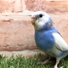 少し怖がり　セキセイインコパイド　R４　４／４撮影