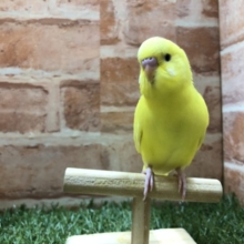 元気良すぎ！　セキセイインコ　パイド　R４　４／４撮影