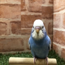 あと少しで卒業！　セキセイインコ　スパングル　R４　４／４撮影