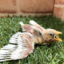 いつでも人気！　白文鳥　R４　４／７撮影