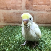 人気の優しい色合い　セキセイインコ　クリーム　R４　４／７撮影