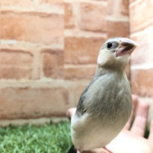 手乗りなんです！　桜文鳥　R４　４／１２撮影