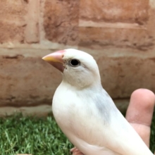手乗りだけど・・・　白文鳥　R４　４／１２撮影