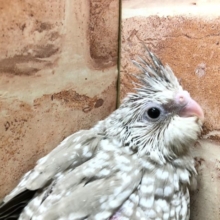 人気のオカメちゃん　オカメインコ　WFシナモンパール　R４　４／１３撮影