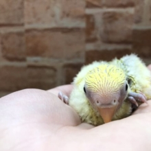 人気カラーなんです！　コザクラインコ　タイガーチェリー　R４　４／１３撮影