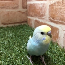 魅惑のレインボーカラー　セキセイインコ　パステルレインボースパングル　R４　４／１３撮影