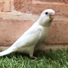 人気の白いセキセイ　セキセイインコ　アルビノ　R４　４／４撮影