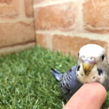 甘ったれになりそう　セキセイインコ　オパーリン　R４　４／１８撮影