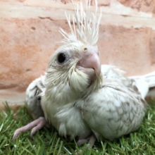 優しい色合い育ったらどんな感じに？　オカメインコWFシナモンパールパイド　R４　４／２０撮影