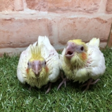 このカラーがオカメだね　オカメインコ　ルチノーカラー　R４　４／２０撮影