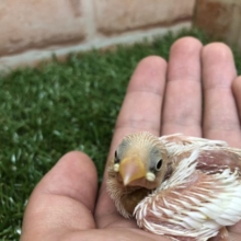 人気の白も！　白文鳥　R4　４／２０撮影
