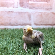 いつ以来の入舎？　シナモン文鳥　R４　４／２３撮影
