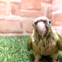 落ち着いた色合いの美インコです☆　ホオミドリウロコインコのひな　2022.4/6撮影