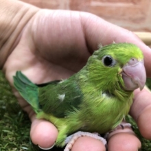 怖がりなんです　マメルリハインコ　ノーマル女の子　R４　４／１３撮影