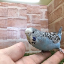 大きい頭がキュートです☆　ジャンボセキセイインコのひな　2022.2/24撮影