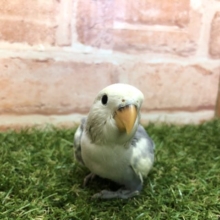 人気のバイオレットカラー　コザクラインコバイオレットパイド　R４　４／２３撮影