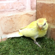 今年初入舎！　美声インコ　ルチノー　R４　４／２０撮影