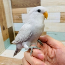この色合い、、ｷﾚｲ過ぎます♡コザクラインコ(パステル)さん！