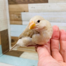 変わった色合いに♪シナモン文鳥さん☆