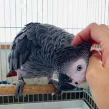キリリとしたおめめがかっこいい☆ヨウムくん!!