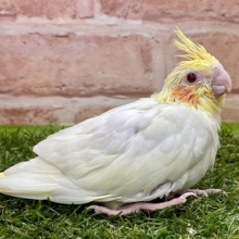 カメラ目線がお上手です♪　オカメインコのひな　2022.4/28撮影