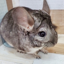 基本はマル！チンチラのご紹介～！
