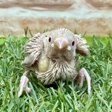 お探しの方必見☆　シナモン文鳥のひな　2022.4/28撮影